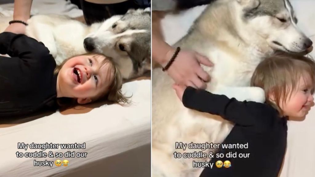 Video of Husky Cuddling With a Kid Will Make Your Day