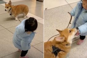 Video of Corgi Being Walked by Tiny Human Will Make Your Day