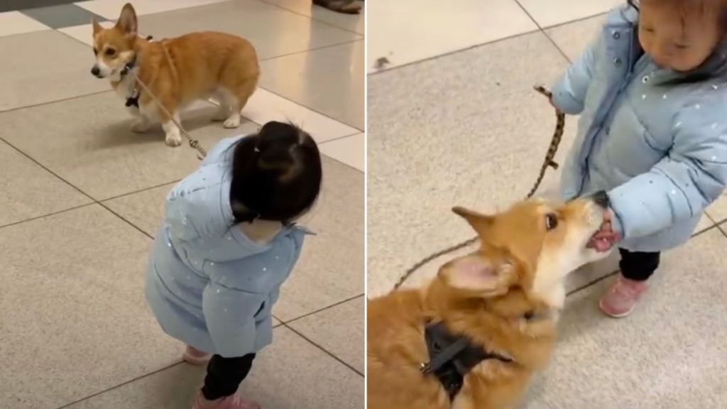 Video of Corgi Being Walked by Tiny Human Will Make Your Day