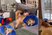 Golden Retriever Gets Tender Loving Care From Little Boy After Surgery