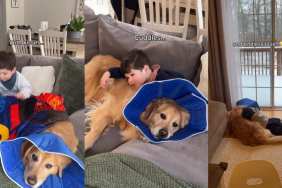Golden Retriever Gets Tender Loving Care From Little Boy After Surgery