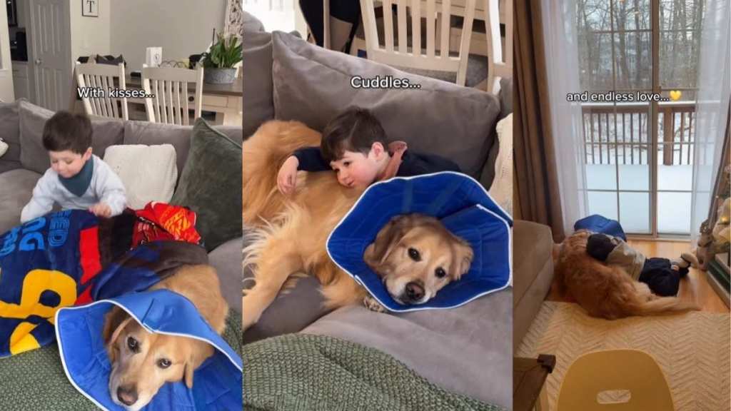 Golden Retriever Gets Tender Loving Care From Little Boy After Surgery