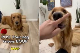 Video: Golden Retriever Is ‘Enthusiastic’ About Getting Nose ‘Booped'