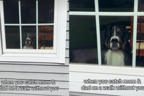 Video: Dog Catches Mom & Dad on Walk Without Him