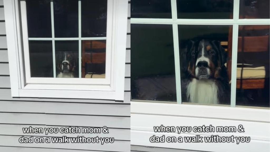 Video: Dog Catches Mom & Dad on Walk Without Him