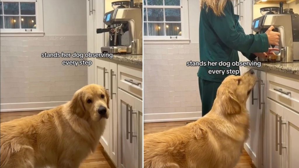 Video: Dog Observes Every Step of Mom Making Morning Latte
