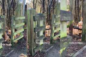 Video: Labrador's Attempts to Get a Stick Through a Narrow Space End Unexpectedly