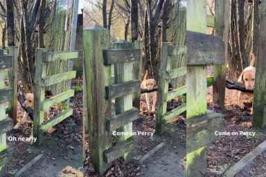 Video: Labrador's Attempts to Get a Stick Through a Narrow Space End Unexpectedly
