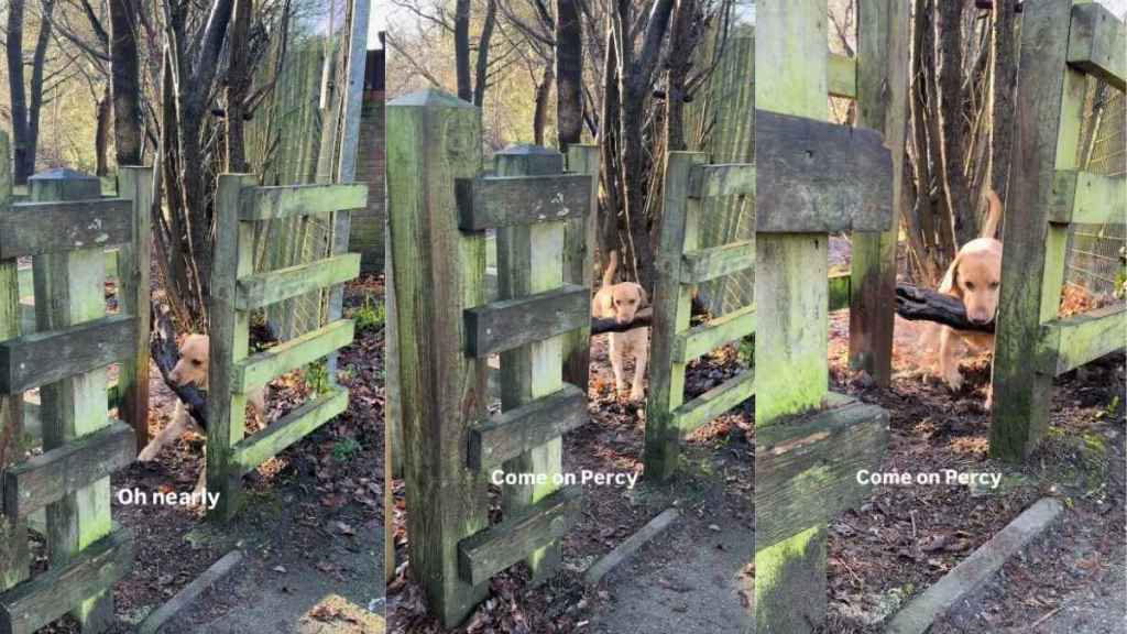 Video: Labrador's Attempts to Get a Stick Through a Narrow Space End Unexpectedly
