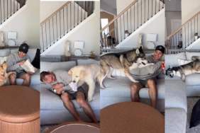 Video: 4 Dogs & 4 Different Ways of Responding to 'No'