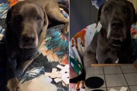 Video: Dog Doesn't Take Losing Tic-Tac-Toe Well