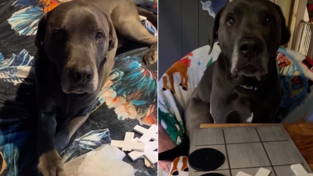 Video: Dog Doesn't Take Losing Tic-Tac-Toe Well