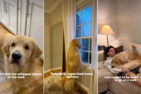 Video: Owner Lists Funny Things Golden Retriever Did One Week