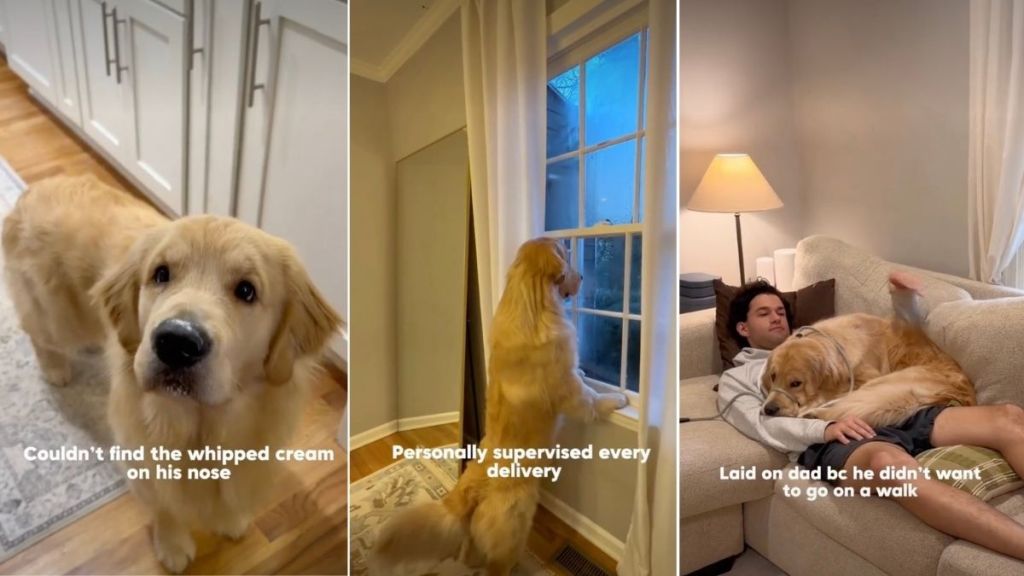 Video: Owner Lists Funny Things Golden Retriever Did One Week