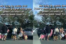 Golden Retrievers Spotted in Beach Towel Fits in Adorable Video