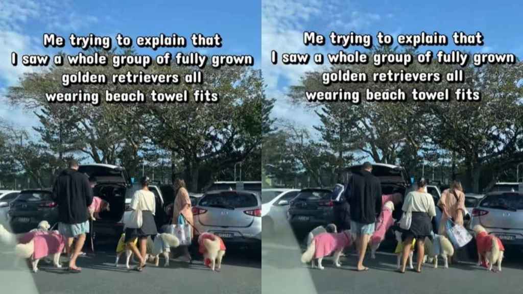 Golden Retrievers Spotted in Beach Towel Fits in Adorable Video