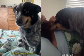 Video: Dog's 'Wake-Up' Call Is a Snuggle Overload