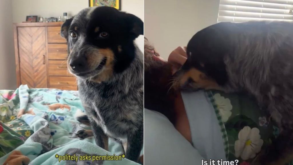Video: Dog's 'Wake-Up' Call Is a Snuggle Overload