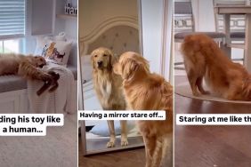 Owner Catches Golden Retriever Doing the 'Weirdest Things'