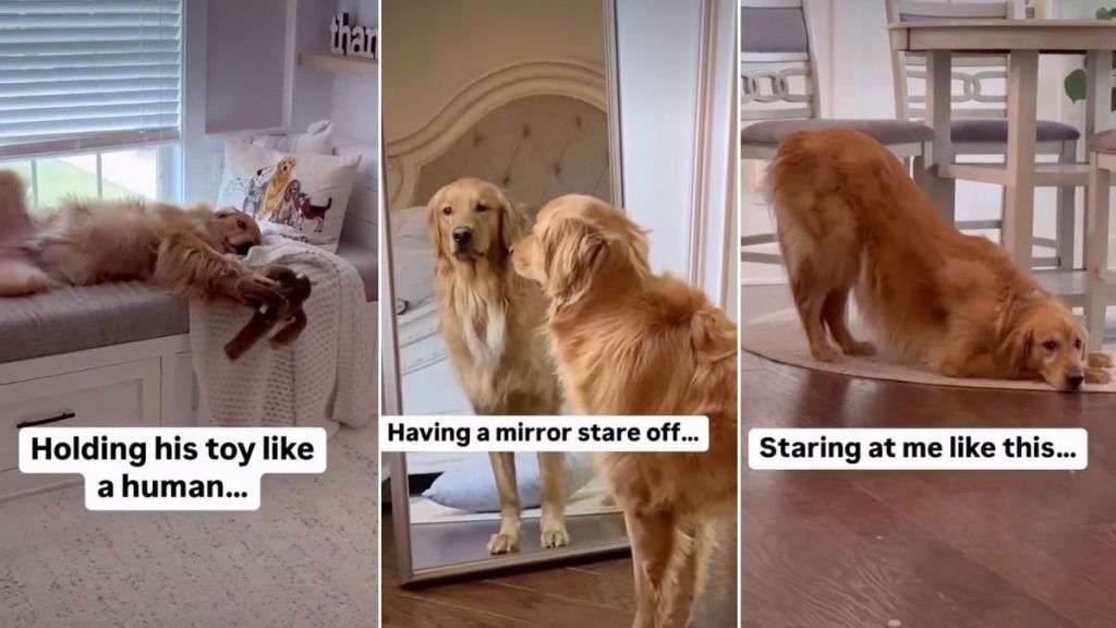Owner Catches Golden Retriever Doing the 'Weirdest Things'