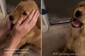 Owner Finds Golden Retriever Puppy's Tickle Spot in This Cute Video