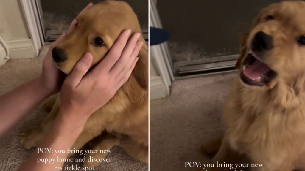 Owner Finds Golden Retriever Puppy's Tickle Spot in This Cute Video