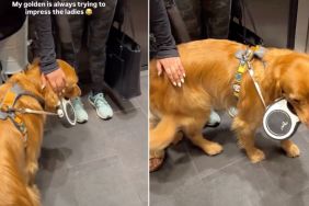 Video: Golden Retriever Proves He's a 'Ladies Man'