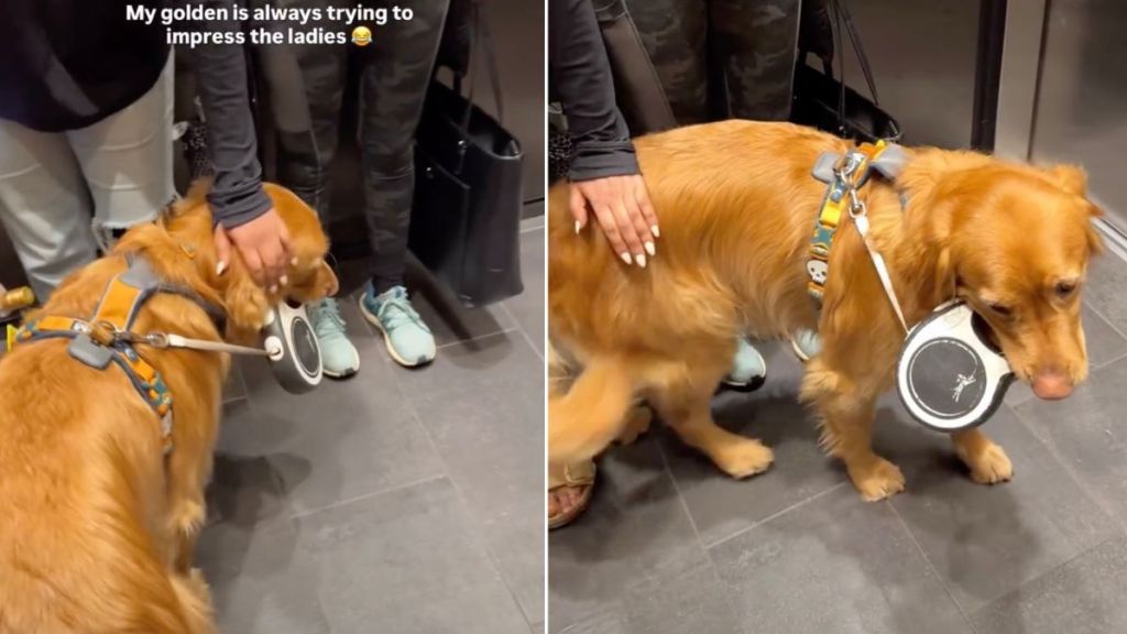 Video: Golden Retriever Proves He's a 'Ladies Man'