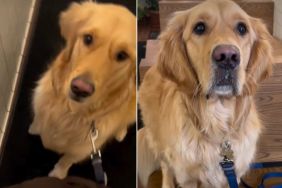 Video: Golden Retriever Switches Position to Get Barista's Attention