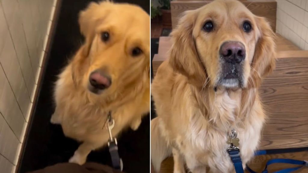 Video: Golden Retriever Switches Position to Get Barista's Attention