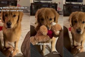 Video: Golden Retriever Wants To Trade Toy for Pizza