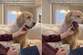 Video: Golden Retriever Takes Big Yawns While Getting Chin Rubs