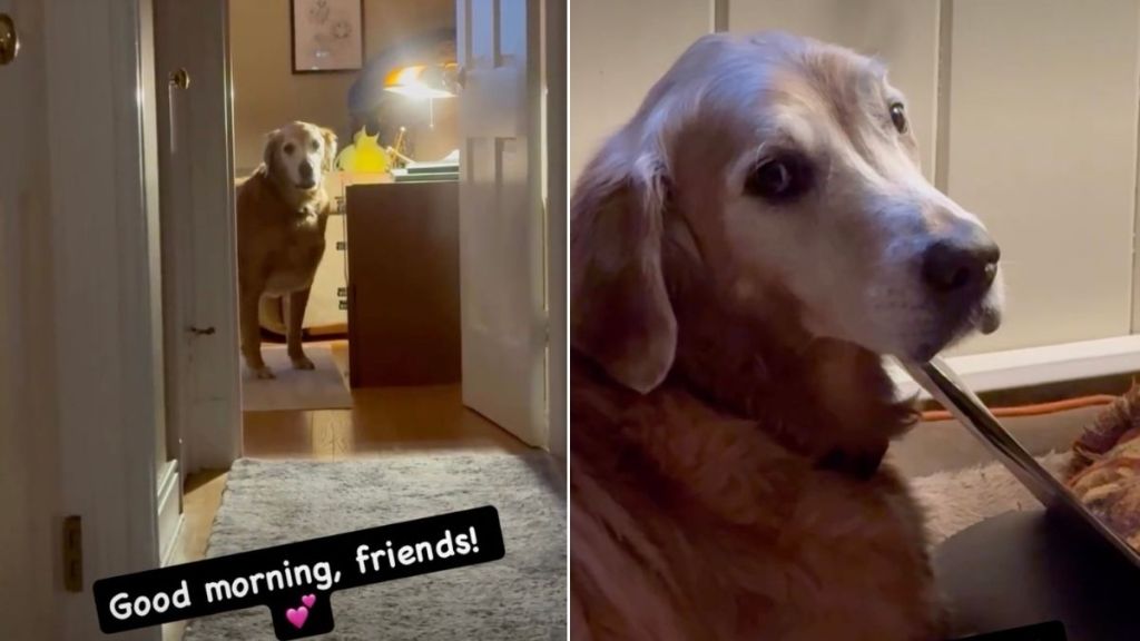 Golden Retriever Proves Love for 'The Beatles' With Sneaky Habit