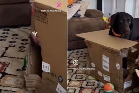 Video Captures Dog's Mission to Chew Through a Box