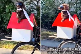 Video: Little Dachshund Rides the Bike With Grandpa, but There's a Catch