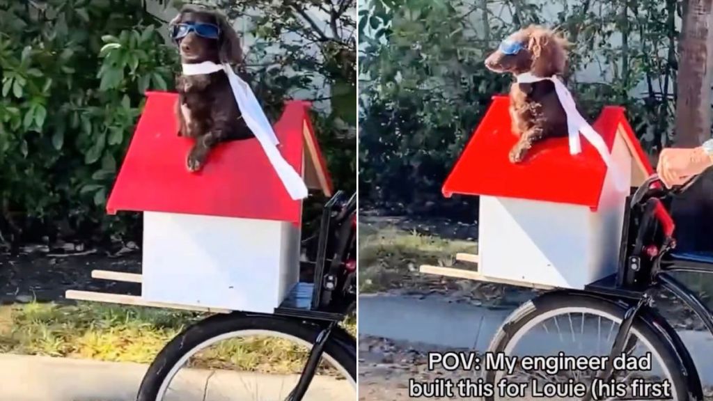 Video: Little Dachshund Rides the Bike With Grandpa, but There's a Catch
