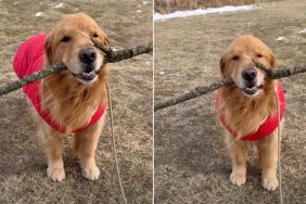Video: Golden Retriever Strikes a Pose With His Stick