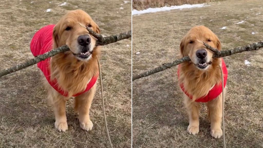 Video: Golden Retriever Strikes a Pose With His Stick
