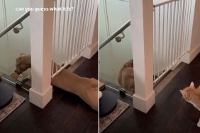 Video: Dog's Crawl Under Baby Gate Impresses the Internet