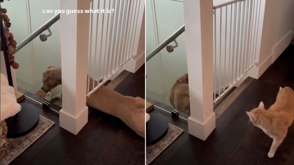 Video: Dog's Crawl Under Baby Gate Impresses the Internet