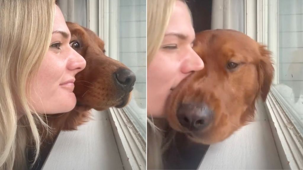 Golden Retriever Shows That ‘Actions Speak Louder Than Words’
