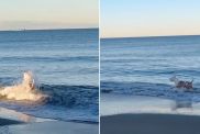 Video: Rescue Pit Bull's First Time at a Beach Ends Unexpectedly