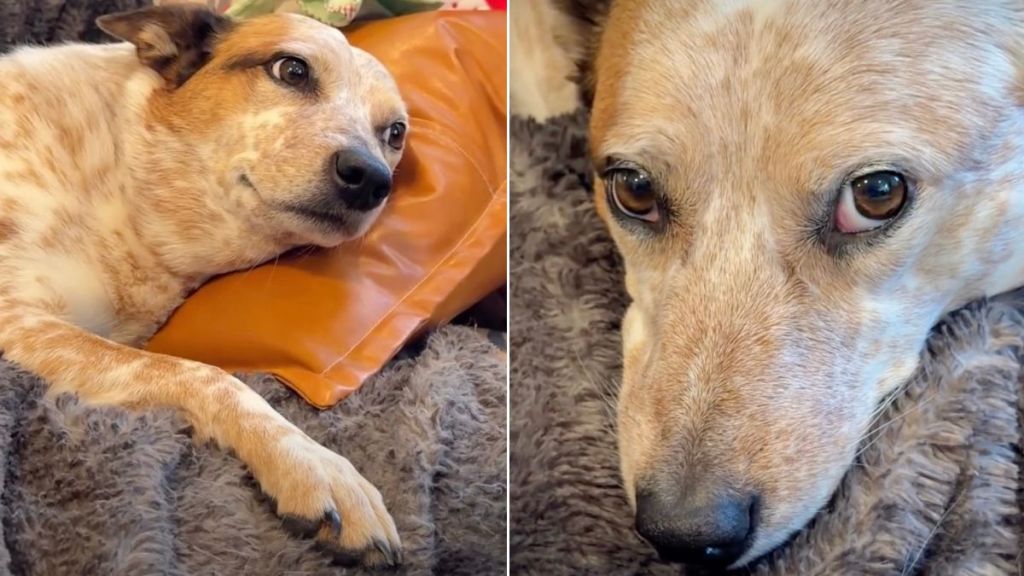 Video: Dog Reacts to Not Being Given Cheese