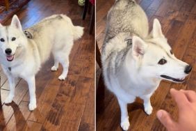 Video: Husky Does This Every Time the Owner Reaches Out to Pet Her