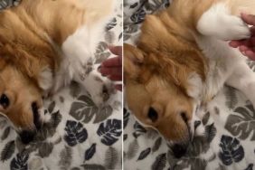 Video: Dog Respectfully Declines Owner’s Need for Emotional Support