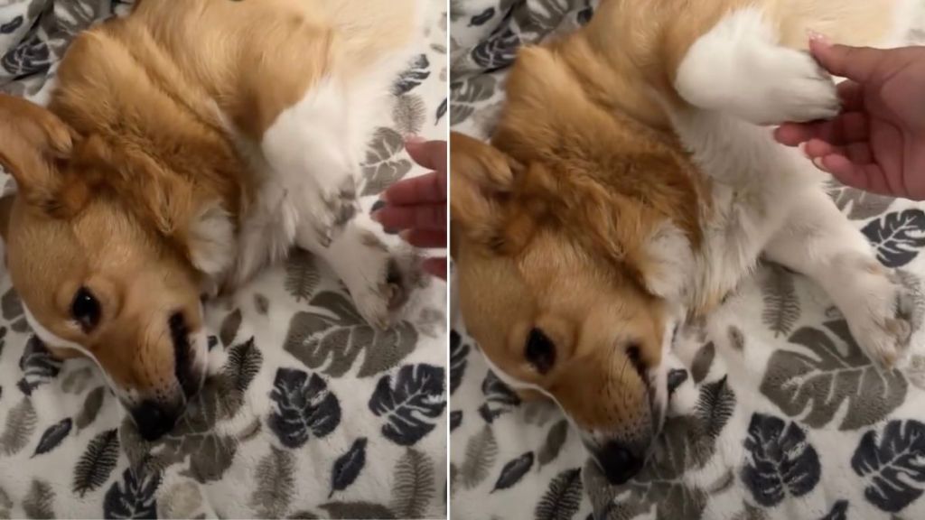 Video: Dog Respectfully Declines Owner’s Need for Emotional Support