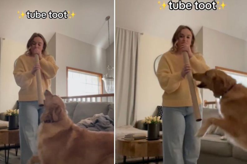 Golden Retriever Gets Zoomies When Owner Plays 'Tube Toot'