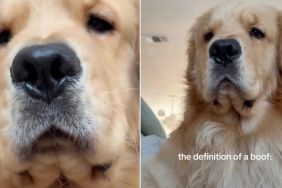 Video: Golden Retriever’s Little ‘Boofs’ Will Make Your Day