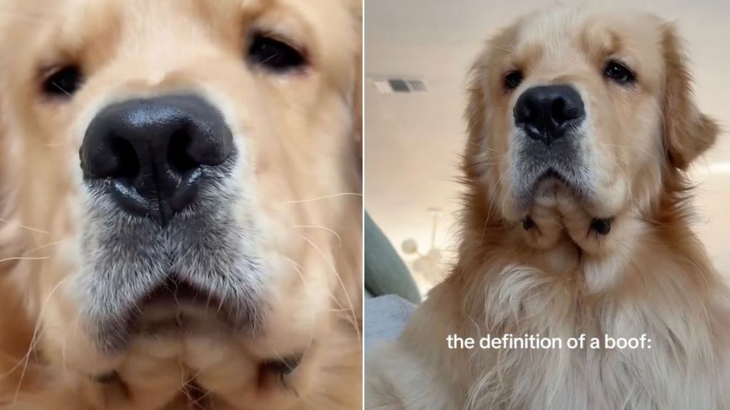 Video: Golden Retriever’s Little ‘Boofs’ Will Make Your Day