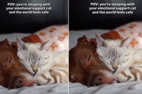 Video: Pit Bull Sleeps Peacefully With ‘Emotional Support Cat'